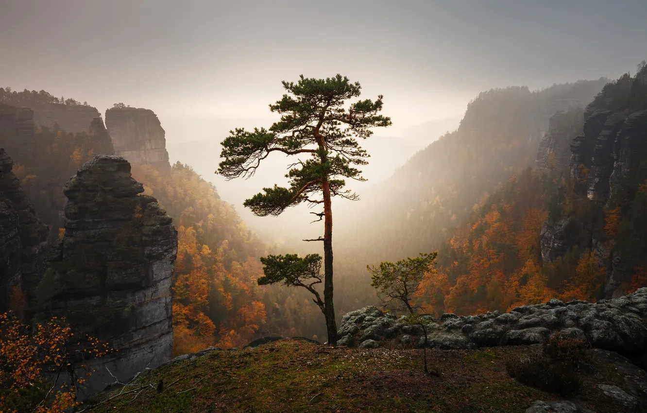 Фото обои forest, landscape, nature, mountains, rocks, tree, environment, Martin Rak