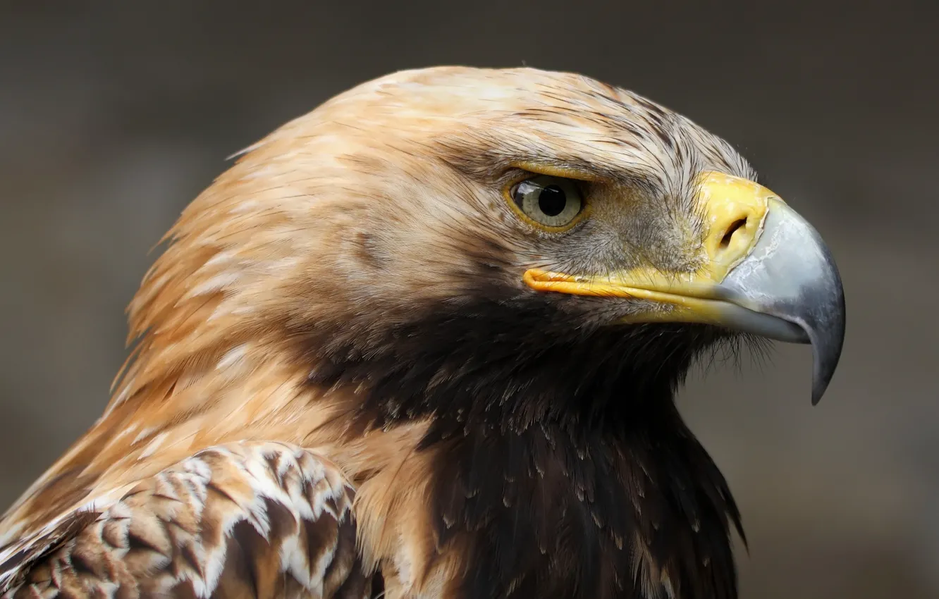 Фото обои взгляд, спокойствие, портрет, Могильник (Aquila heliaca)