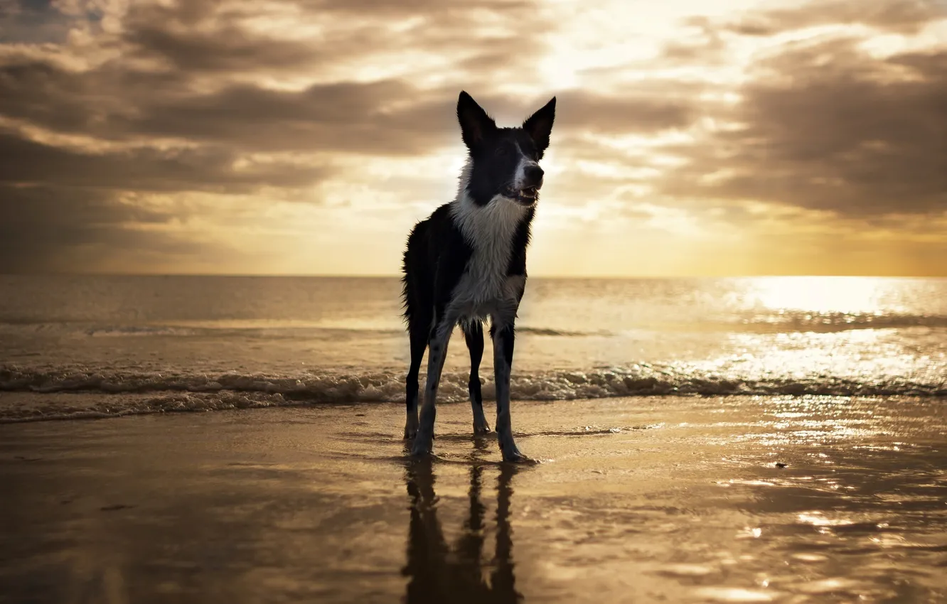 Фото обои пляж, собака, USA, Florida, Fort Myers Beach