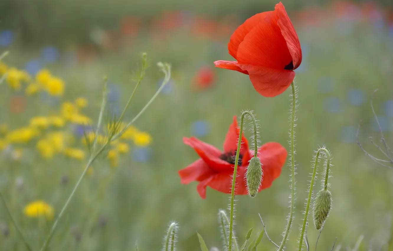 Фото обои цветы, поляна, маки, луг