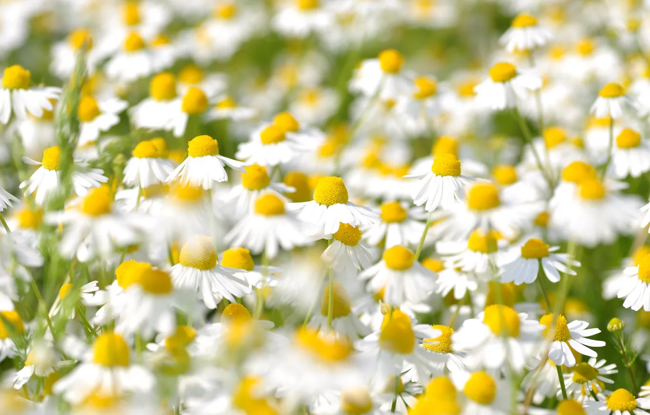 Фото обои поле, цветы, поляна, ромашки, белые, полевые, боке, ромашковое поле