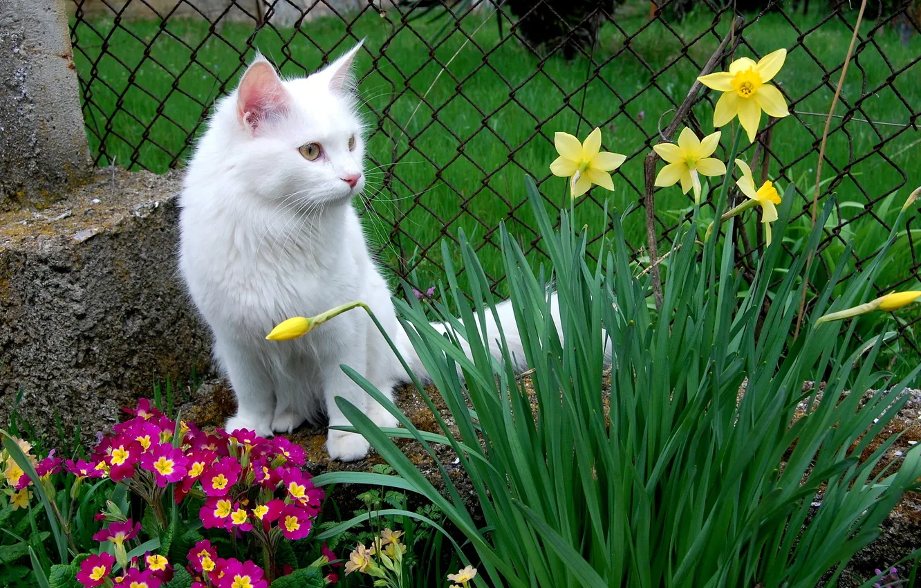 Фото обои кошка, животные, кот, цветы, фото