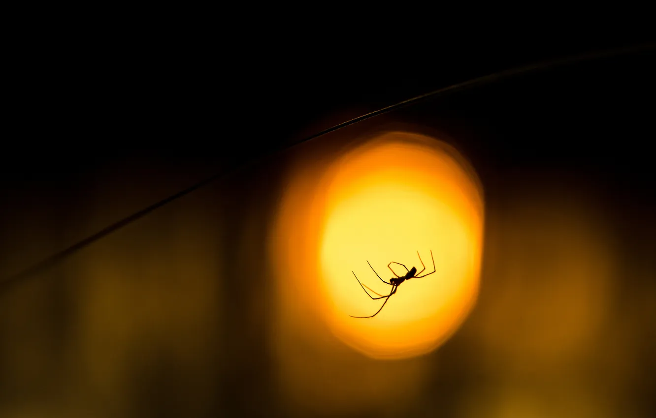 Фото обои макро, свет, паук, размытость