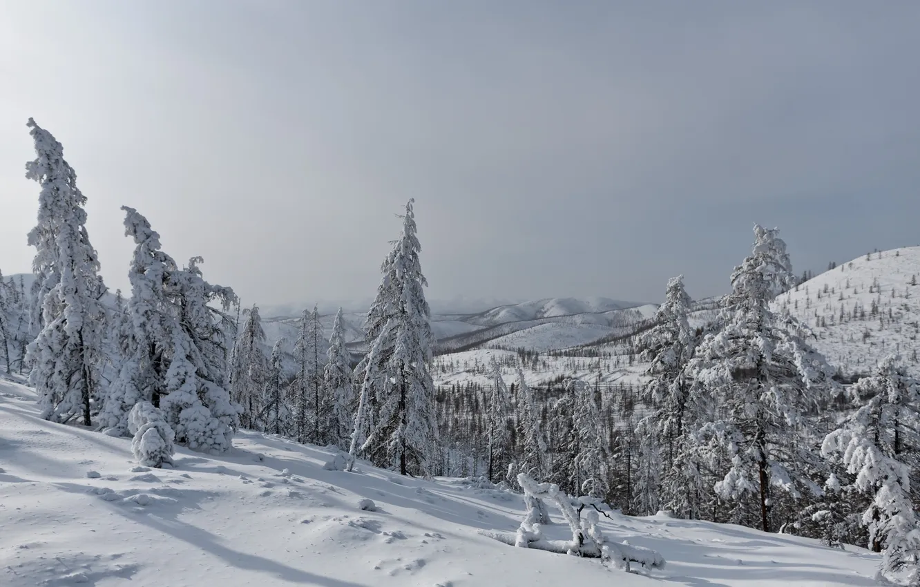 Фото обои снег, перевал, лиственницы