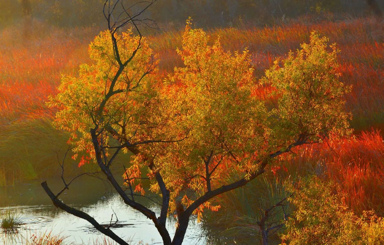 Фото обои осень, пруд, дерево