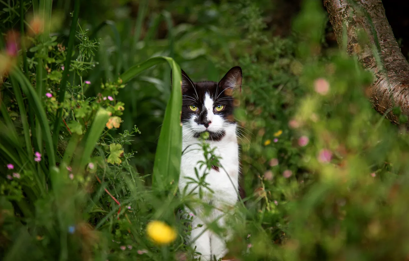 Фото обои кошка, лето, трава, кот, взгляд, природа, черно-белый