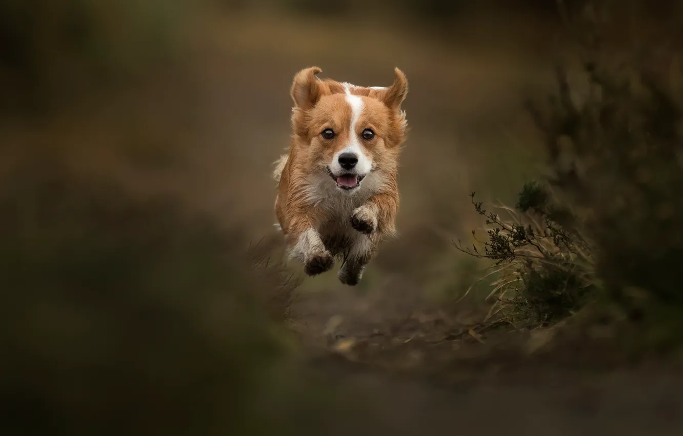 Фото обои прыжок, собака, полёт, прогулка, боке, пёсик, левитация, Вельш-корги