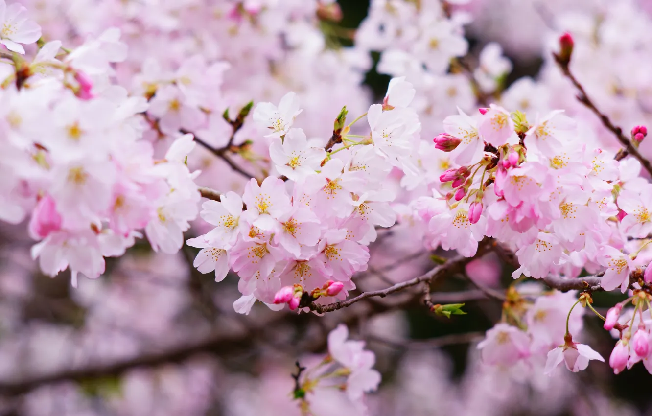 Фото обои цветы, ветки, вишня, весна, сакура, розовые, цветение, боке