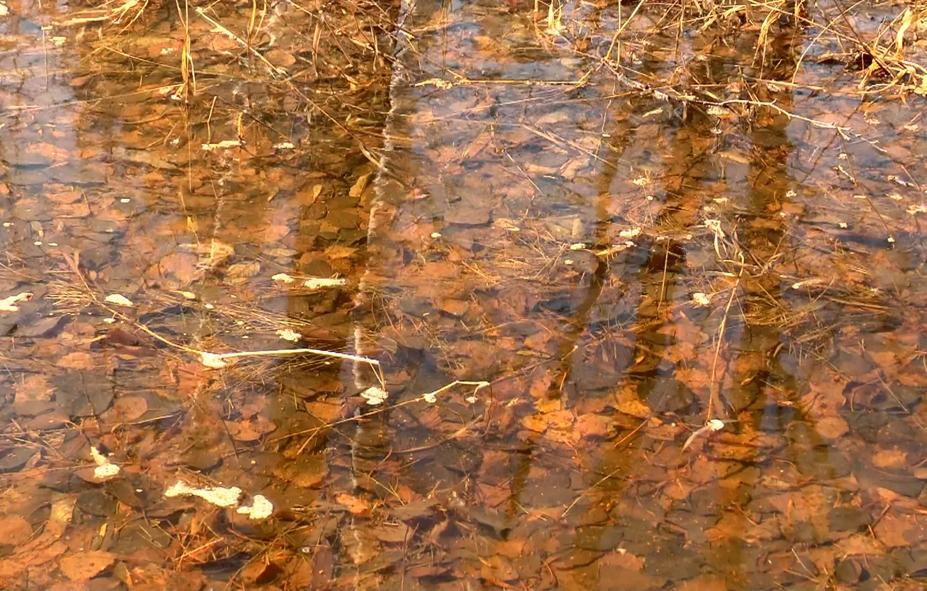 Фото обои осень, листья, вода, отражение, фон, текстура, texture, water