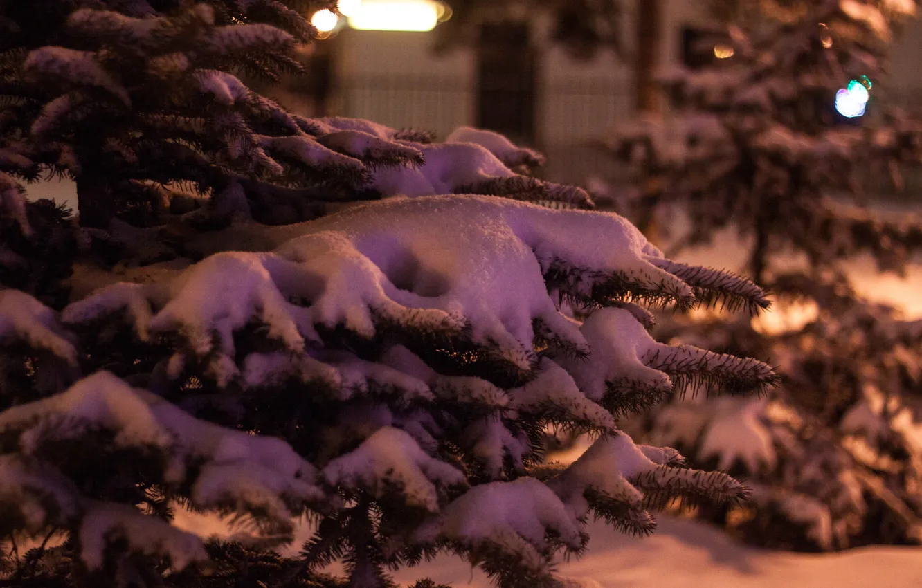 Фото обои зима, снег, елка, новый год, ель, боке, kportfolio, insta:kportfolio