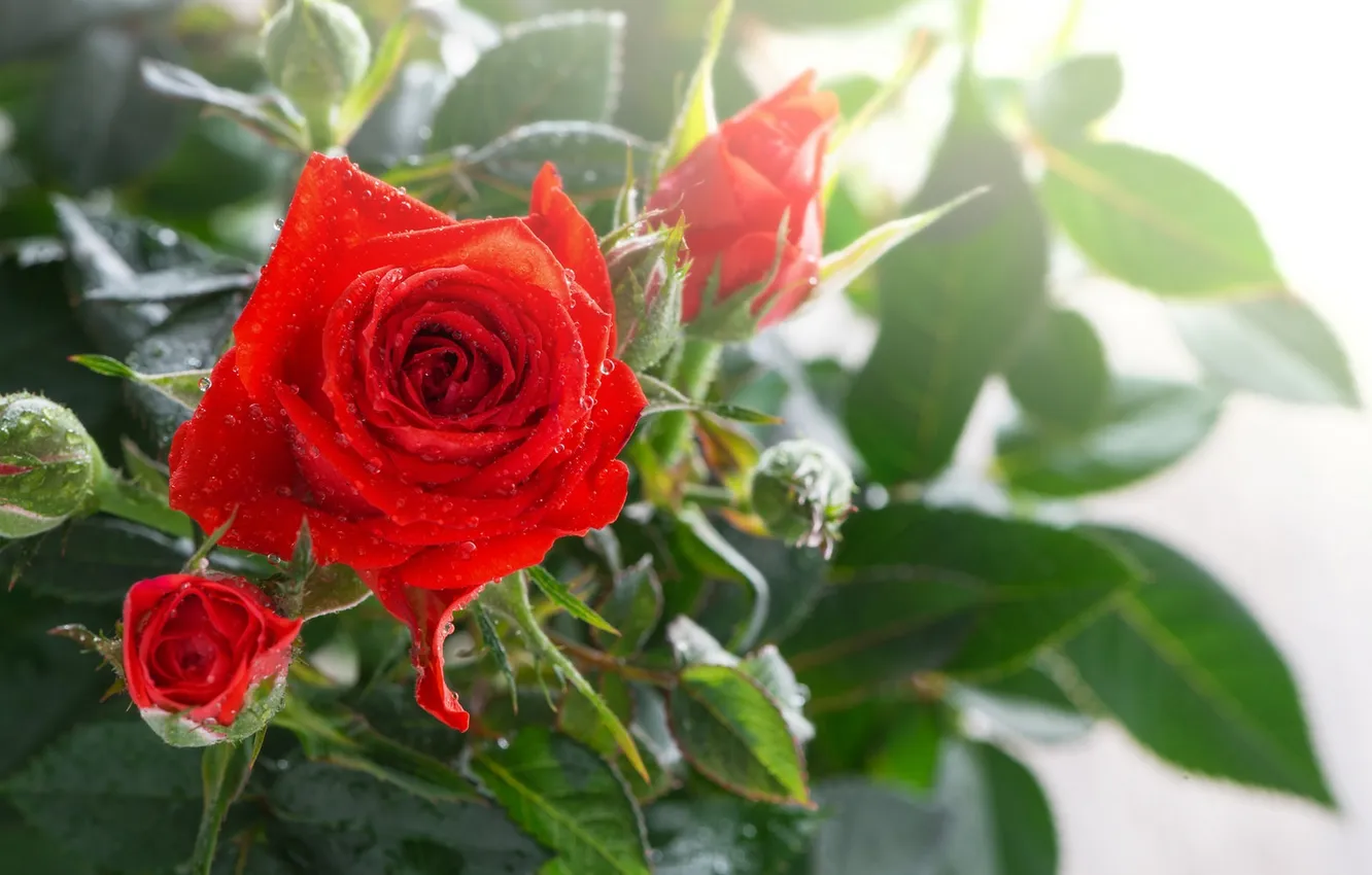 Фото обои цветы, утро, красная роза, flowers, red rose, росинки, the morning dew