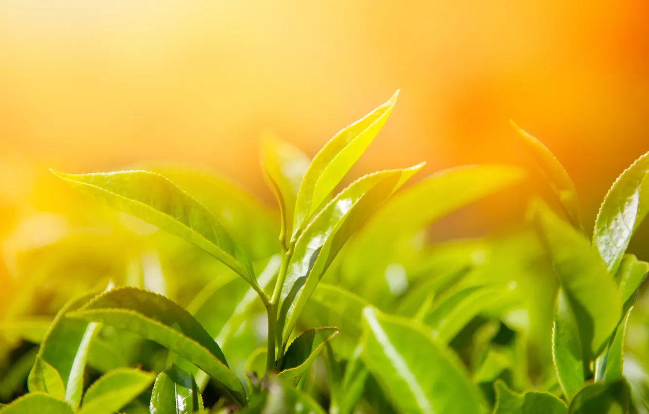 Фото обои листья, макро, свет, природа, зеленые, чайные