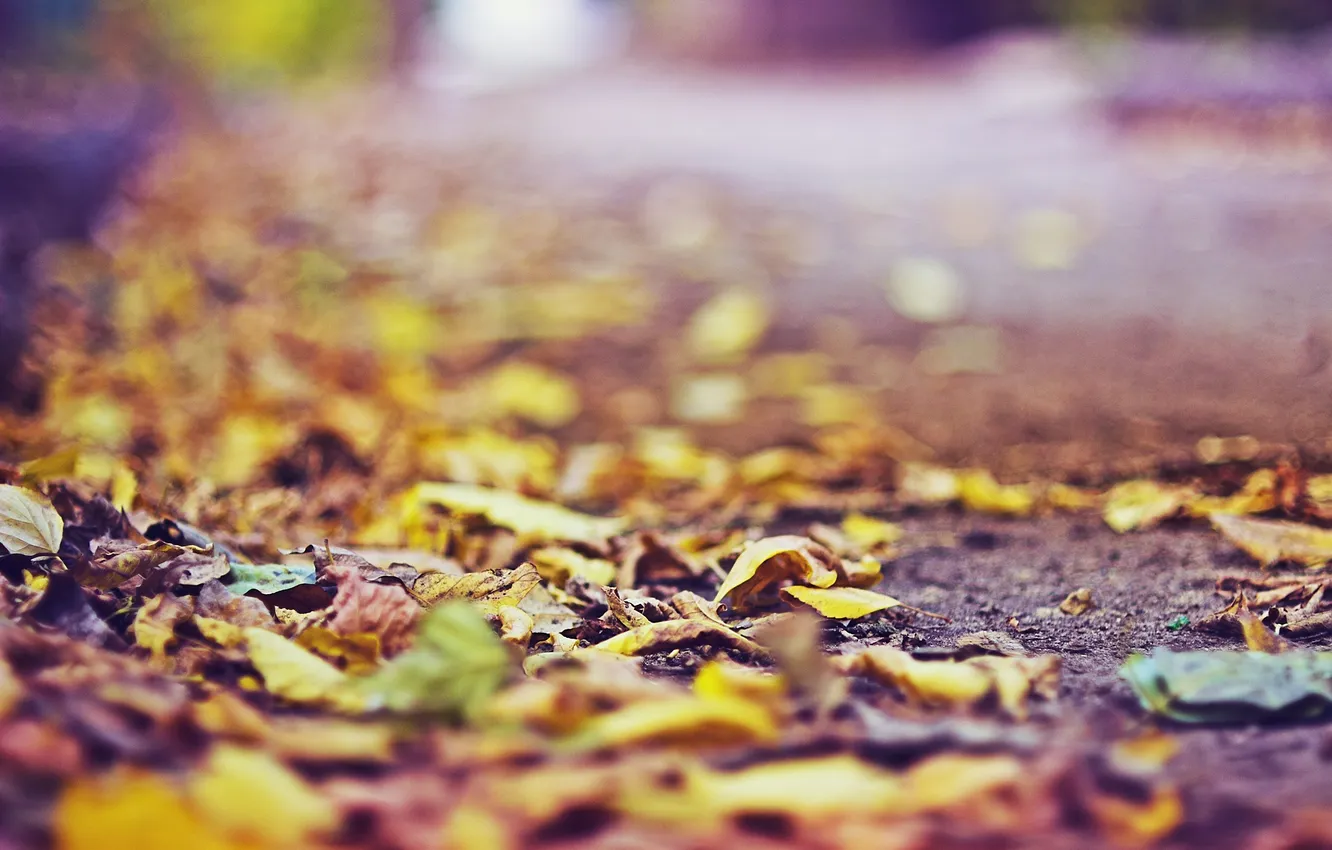 Фото обои осень, асфальт, листья