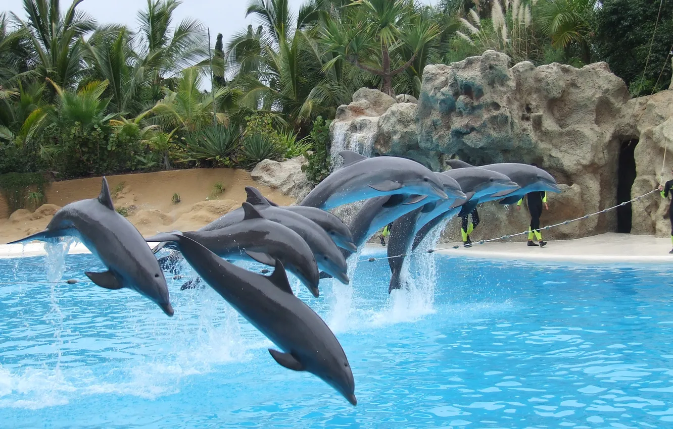 Фото обои полет, пальмы, прыжок, бассейн, дельфины, океанариум