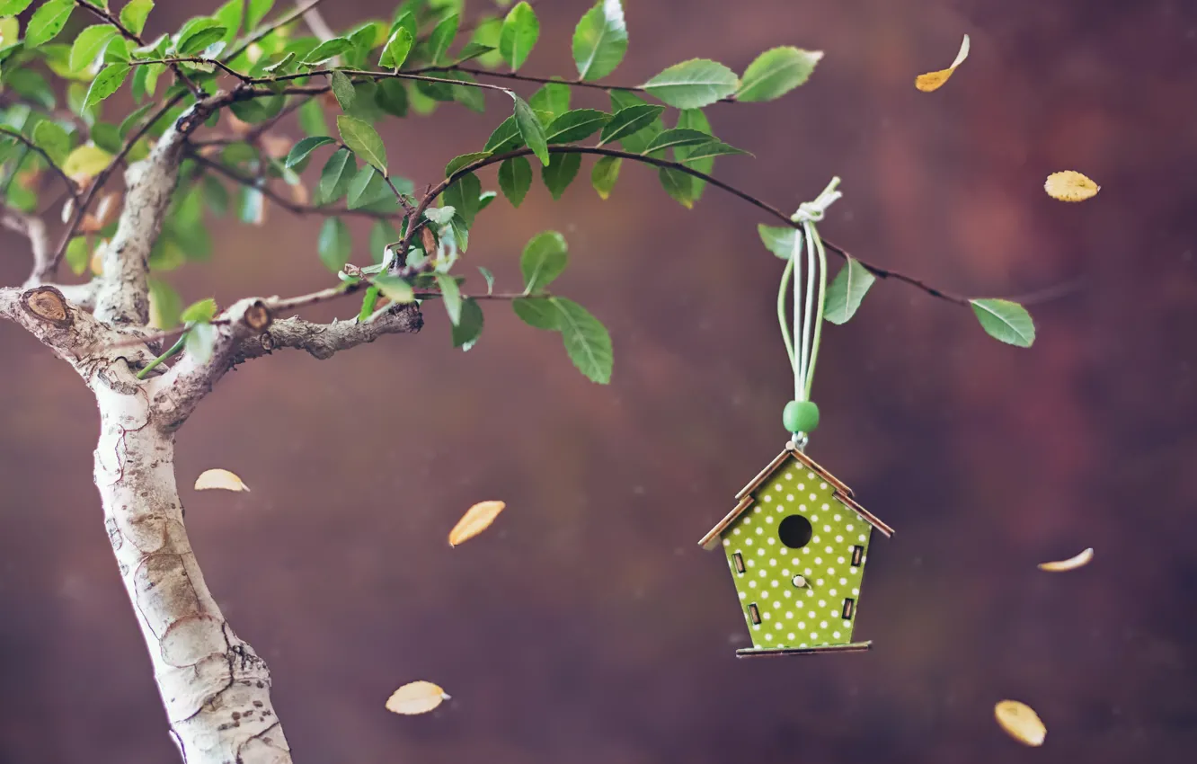 Фото обои дерево, домик, Bird house