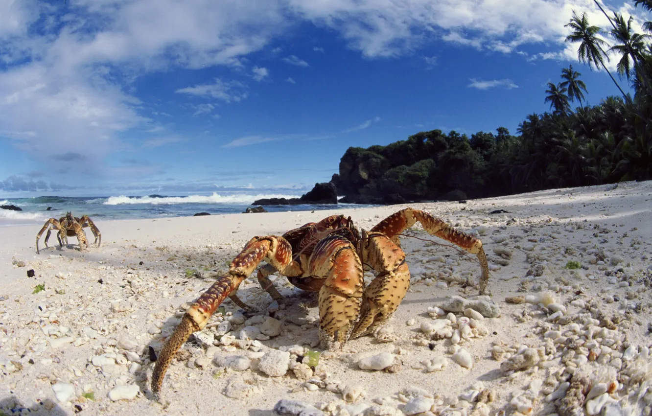 Фото обои beach, sea, ocean, island, sand, coconut, seashore, crab