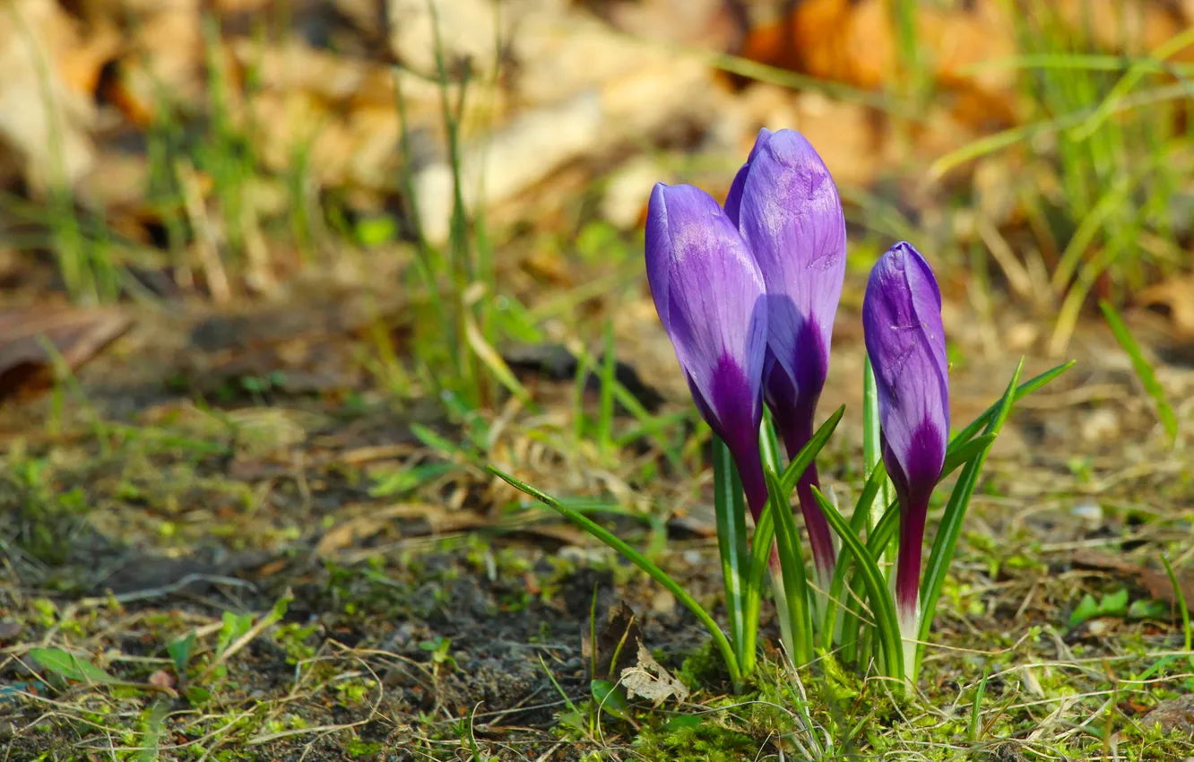 Фото обои flower, spring, crocus