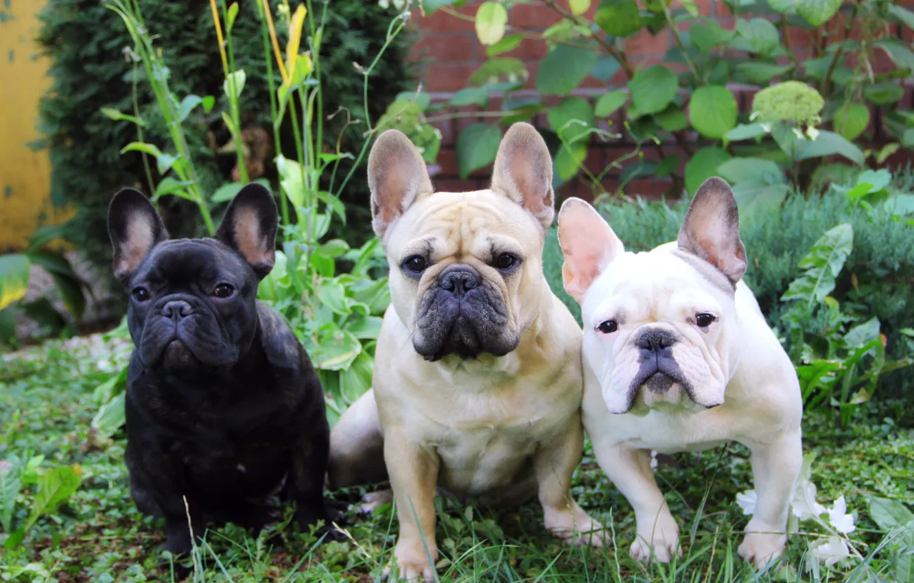 Фото обои лето, трава, французский бульдог, French Bulldog, три собаки