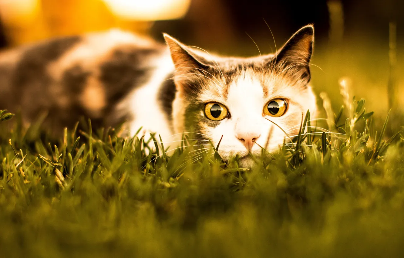 Фото обои кошка, лето, трава, кот, взгляд, морда, свет, охота