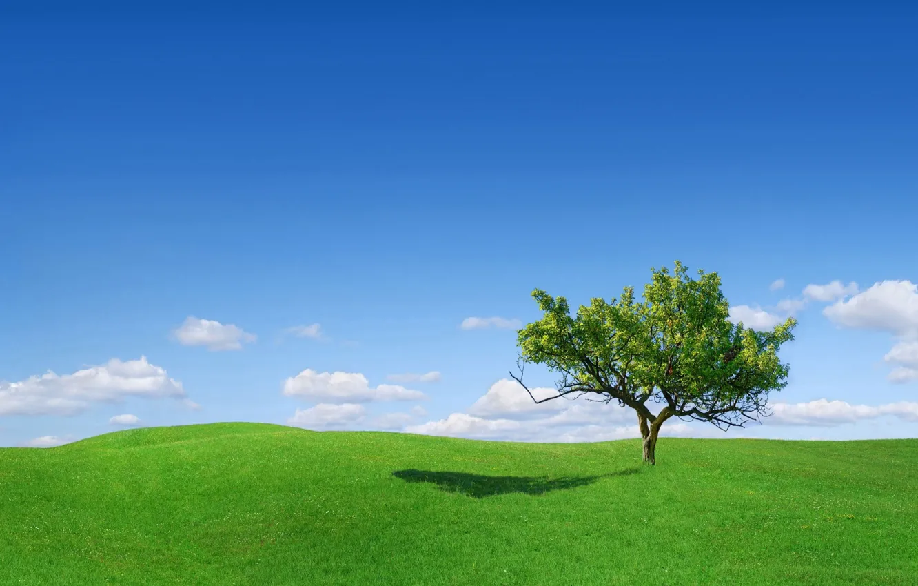 Фото обои green, grass, sky, landscape, tree