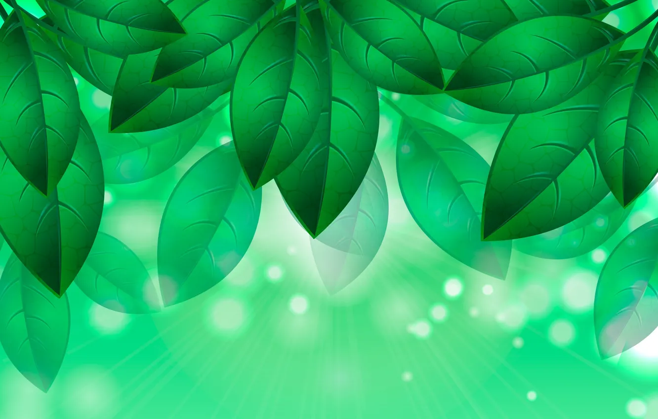 Фото обои листья, рисунок, зеленые