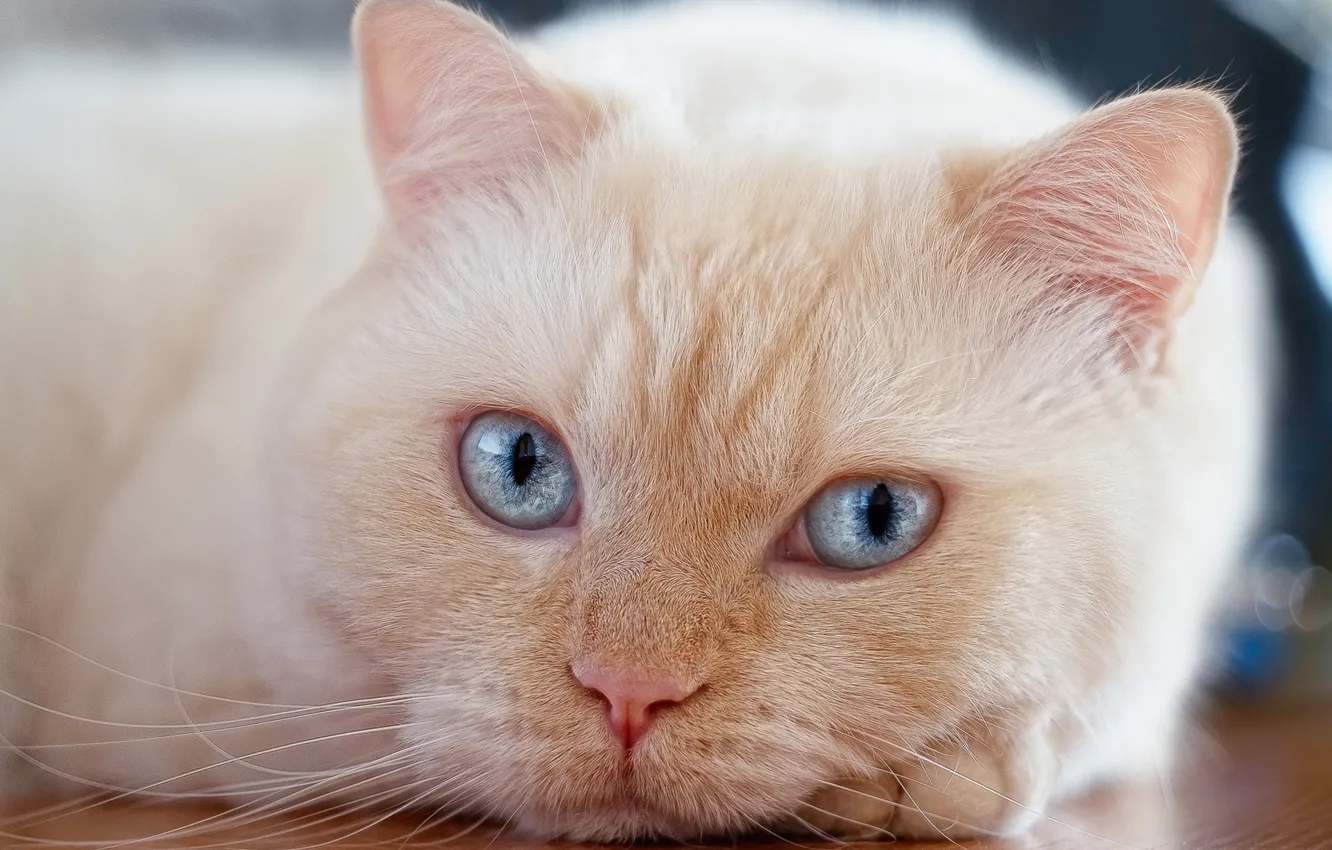 Фото обои кошка, кот, взгляд, портрет, мордочка, голубые глаза, котейка, Полина Хрол