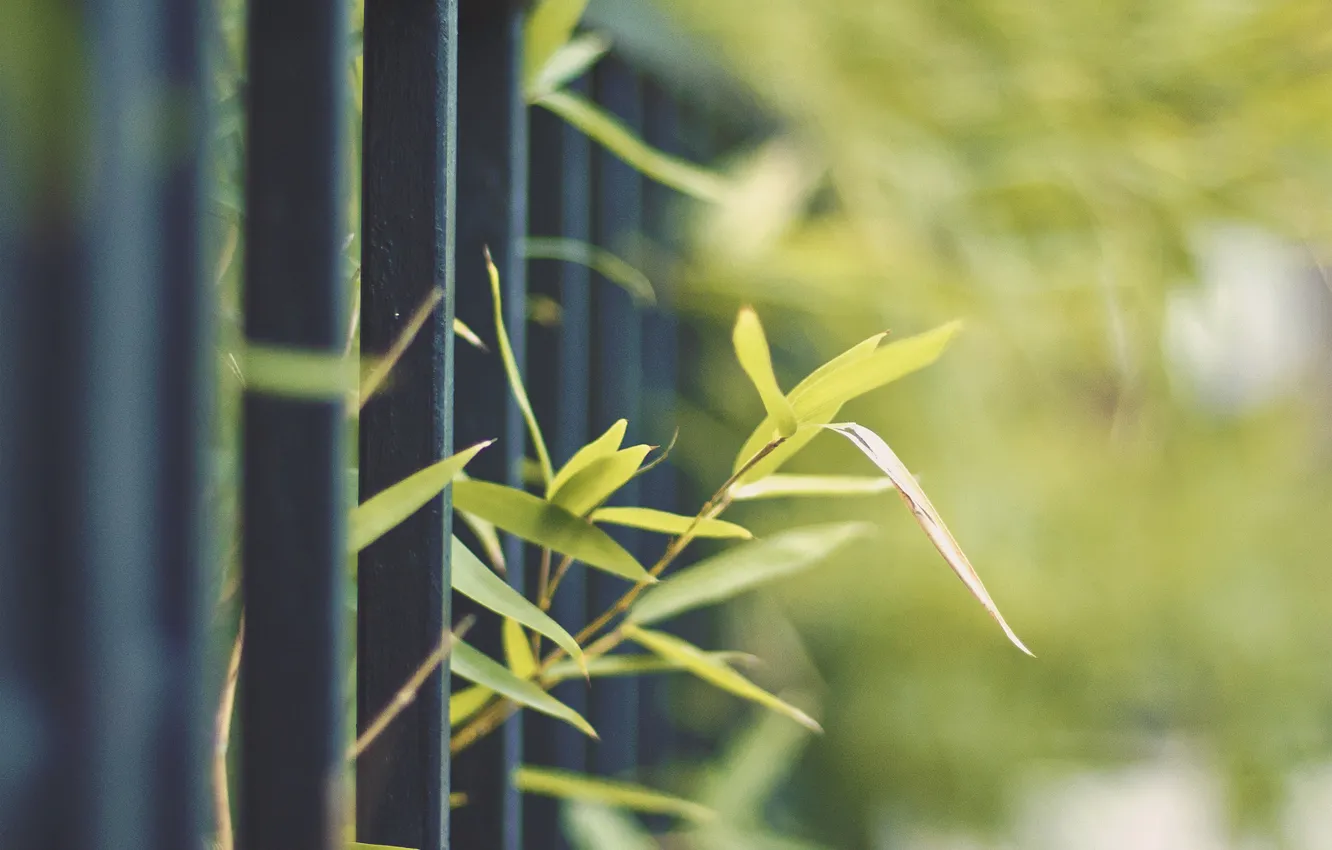 Фото обои зелень, природа, металл, ростки, забор, растение, ограда, прут