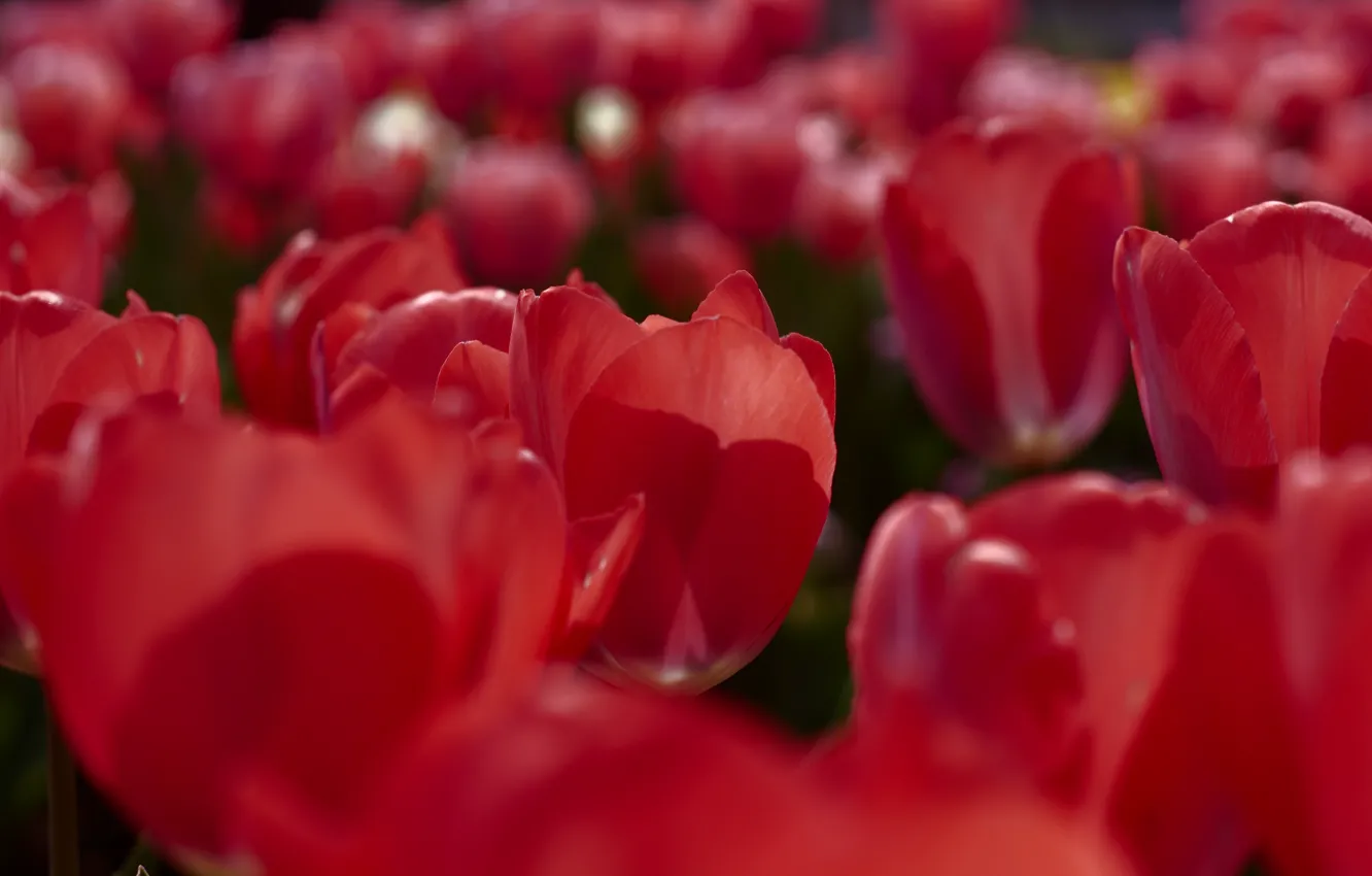 Фото обои макро, цветы, весна, тюльпаны, красные, бутоны, клумба