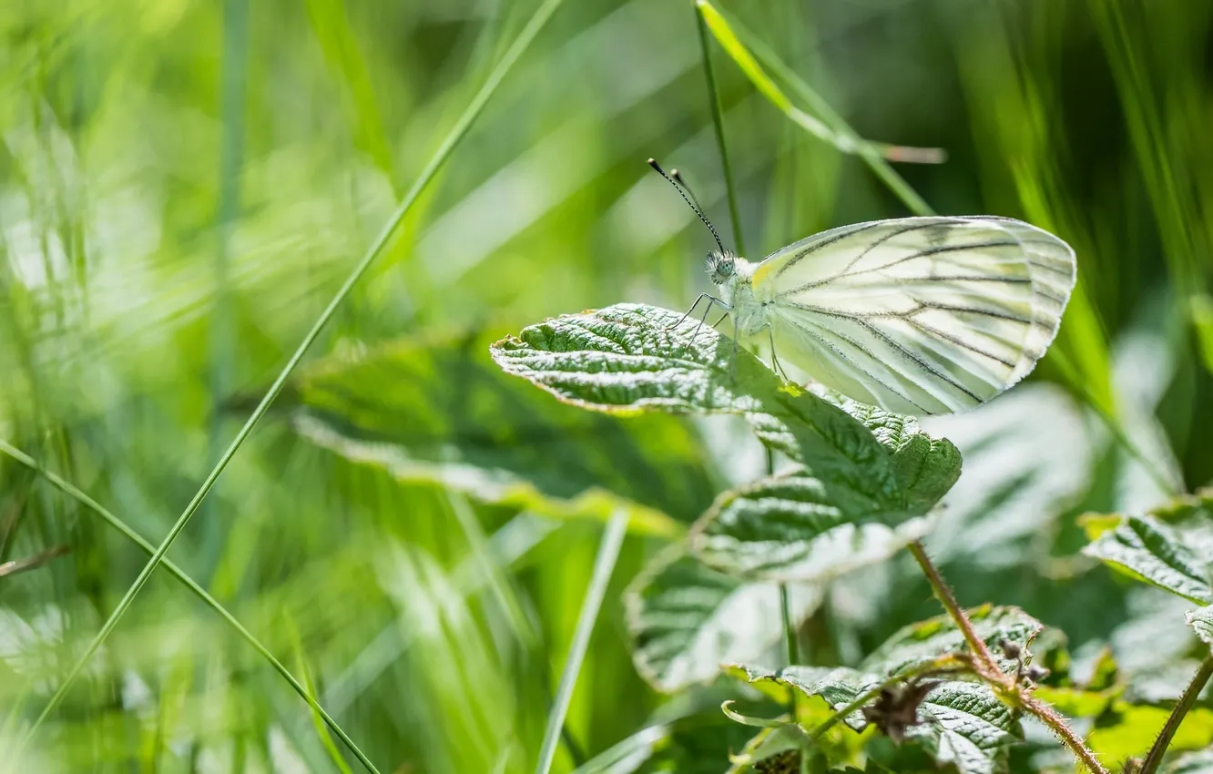 Фото обои лето, макро, бабочка, зелёный, крылышки