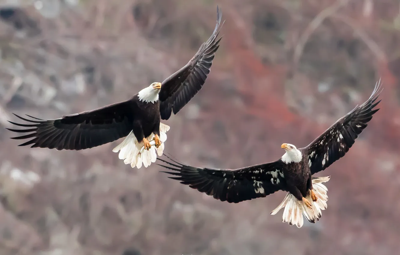 Фото обои птицы, природа, Bald Eagles