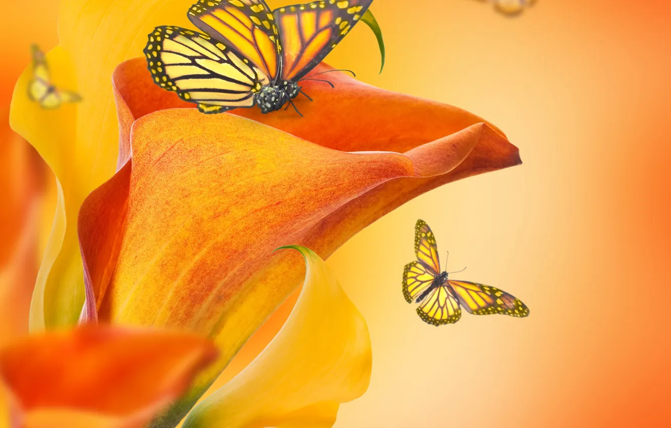 Фото обои бабочки, цветы, бутоны, flowers, каллы, butterflies, buds, Calla lilies