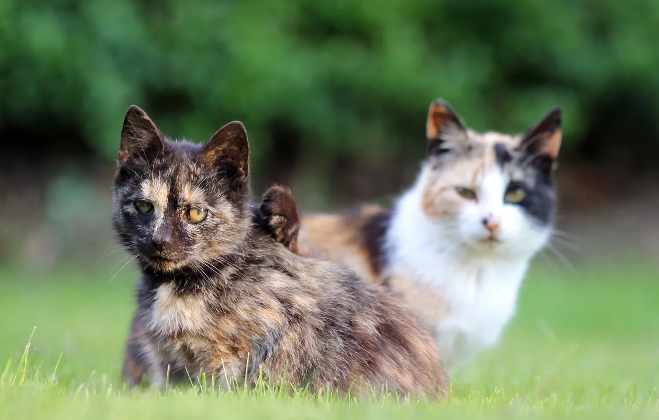Фото обои трава, кошки, взгляды
