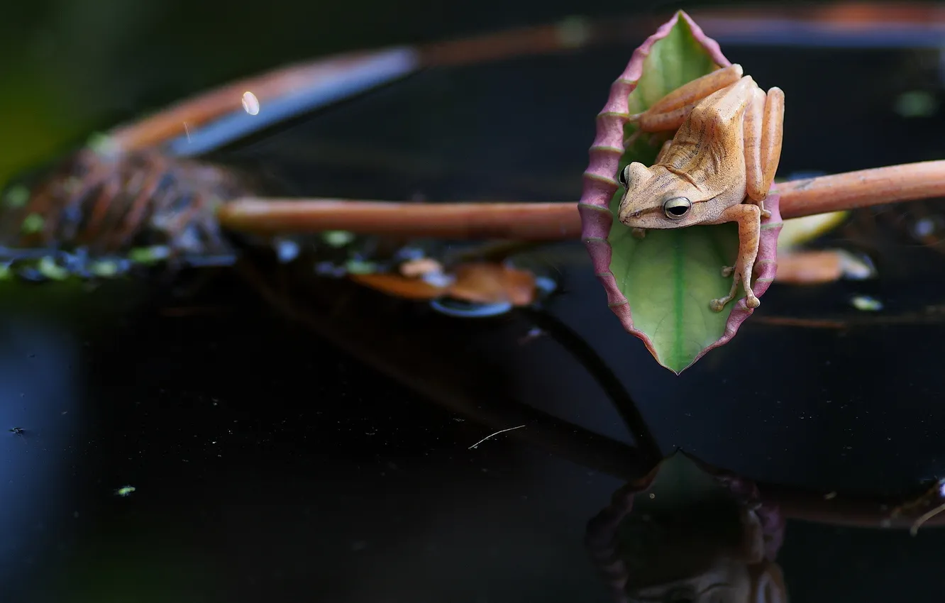 Фото обои лист, лягушка, лотос, водоем