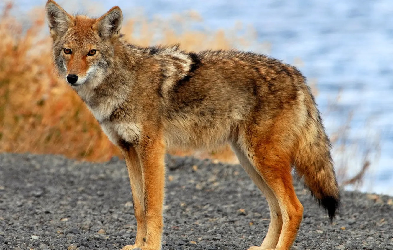 Фото обои wildlife, Coyote, Animals