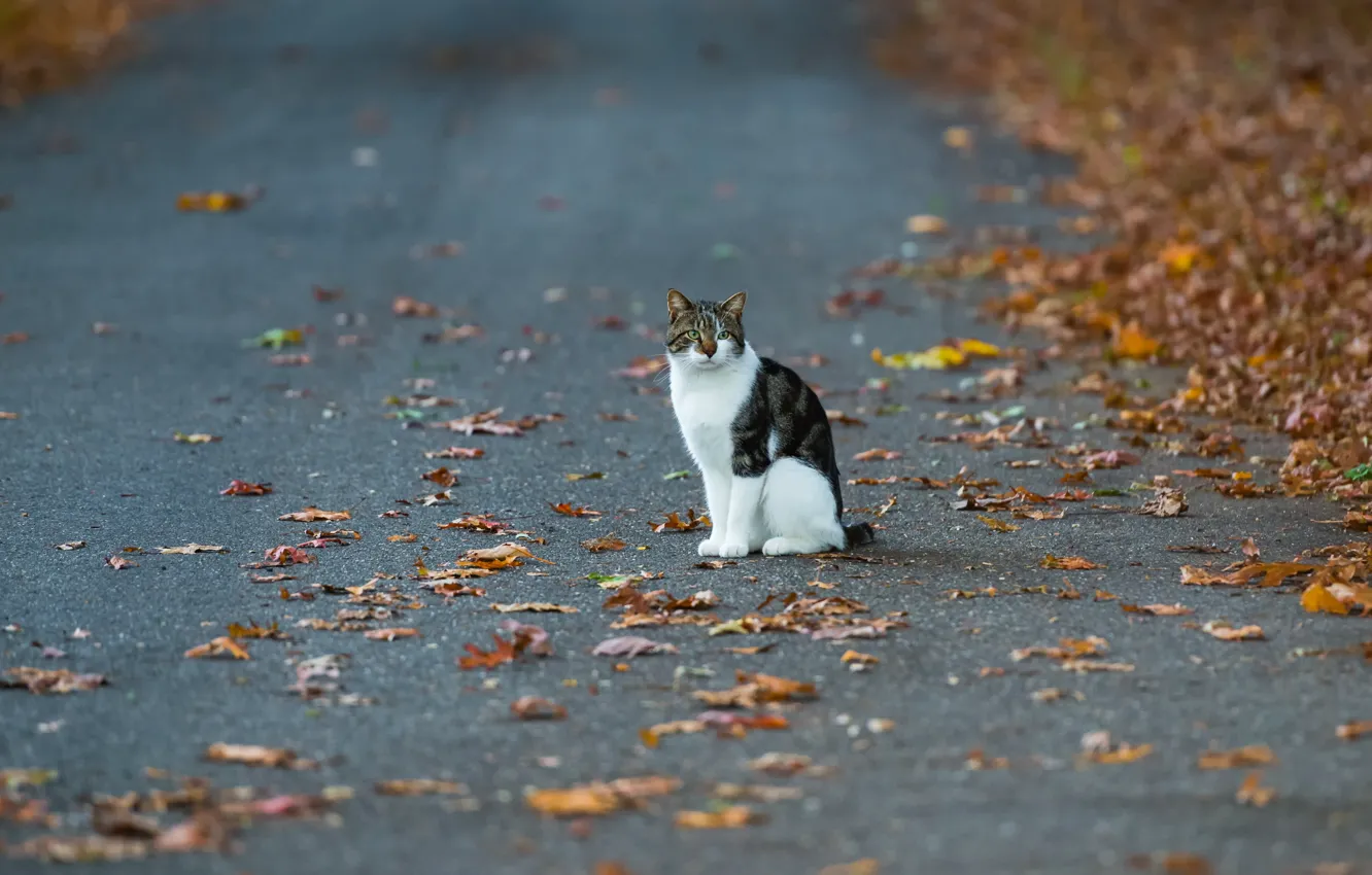 Фото обои осень, кошка, улица