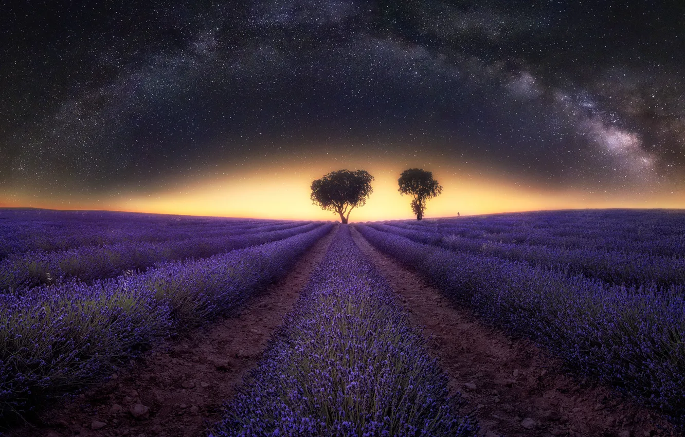 Фото обои поле, звезды, свет, цветы, ночь, дерево, Млечный путь, ряды