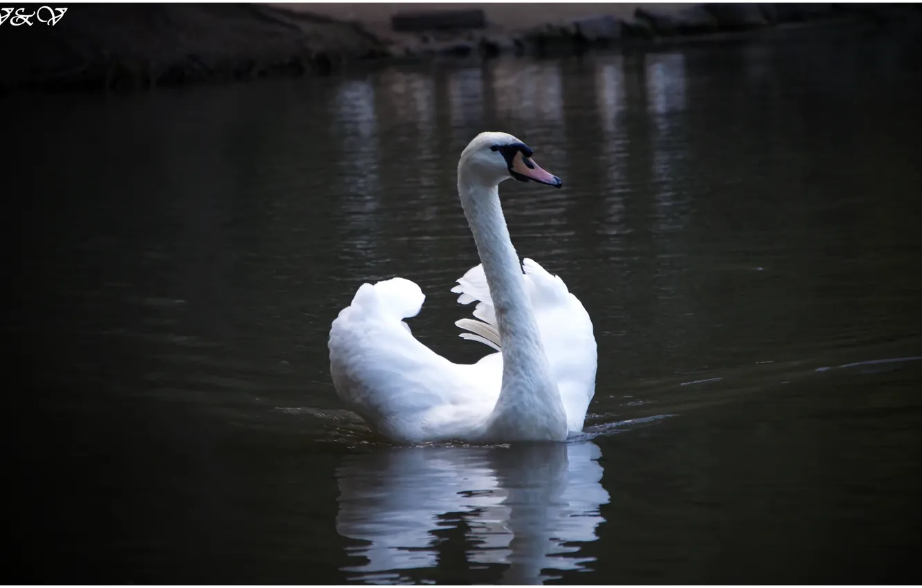 Фото обои Лебедь, Озеро, Красота