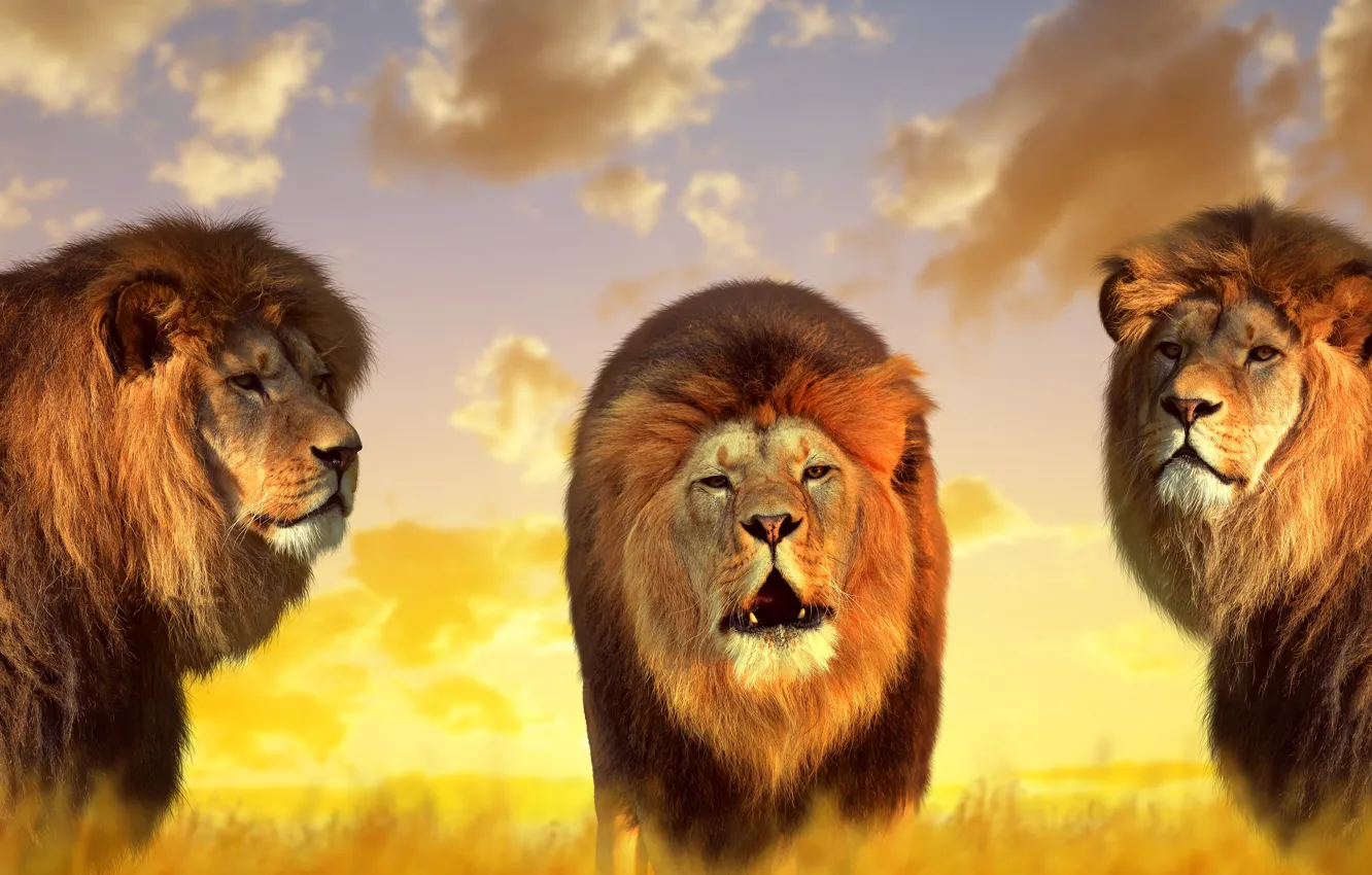 Фото обои природа, львы, короли