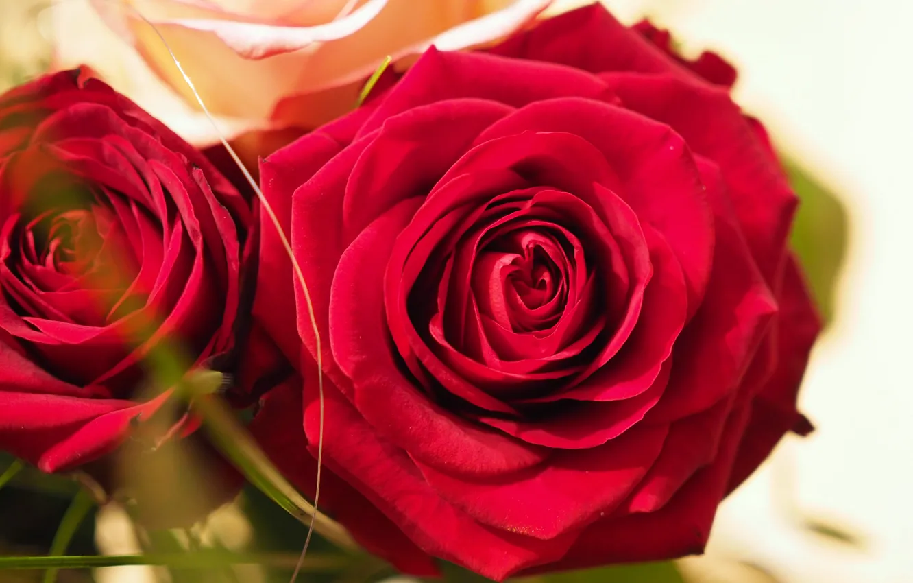 Фото обои Боке, Красные розы, Red roses