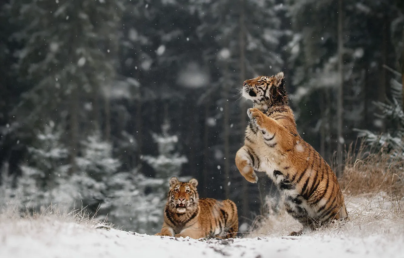 Фото обои зима, иней, лес, снег, природа, тигр, поза, прыжок