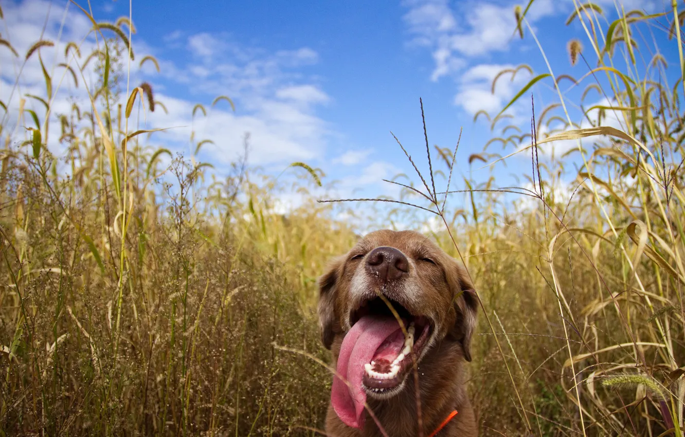 Фото обои поле, друг, животное, собака, высунул язык
