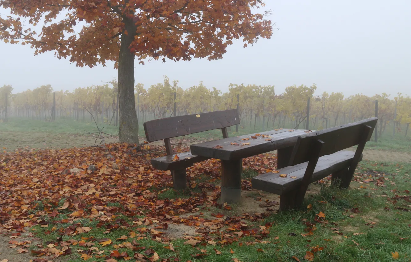Фото обои Туман, Осень, Дождь, Fall, Листва, Autumn, Rain, November