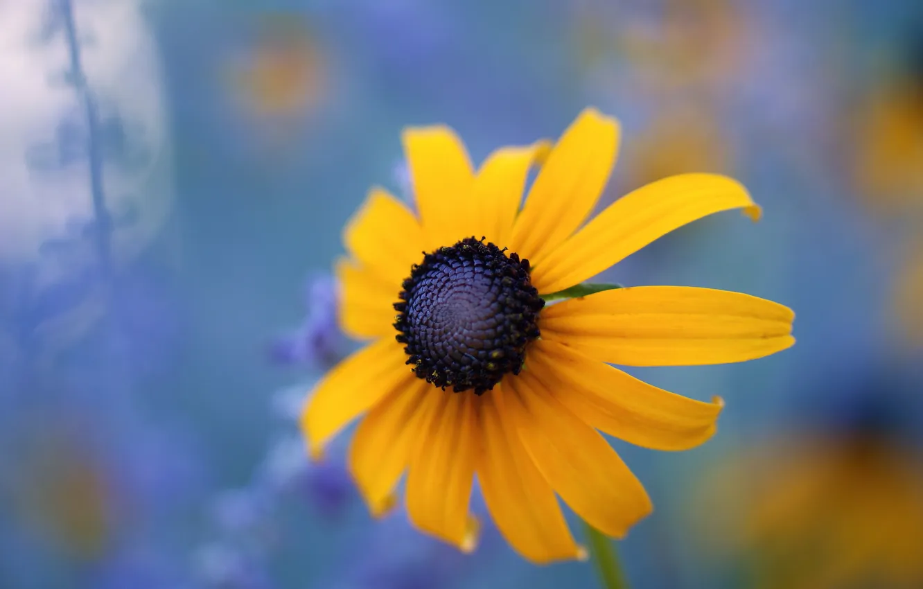 Фото обои цветок, макро, Black Eyed Susan