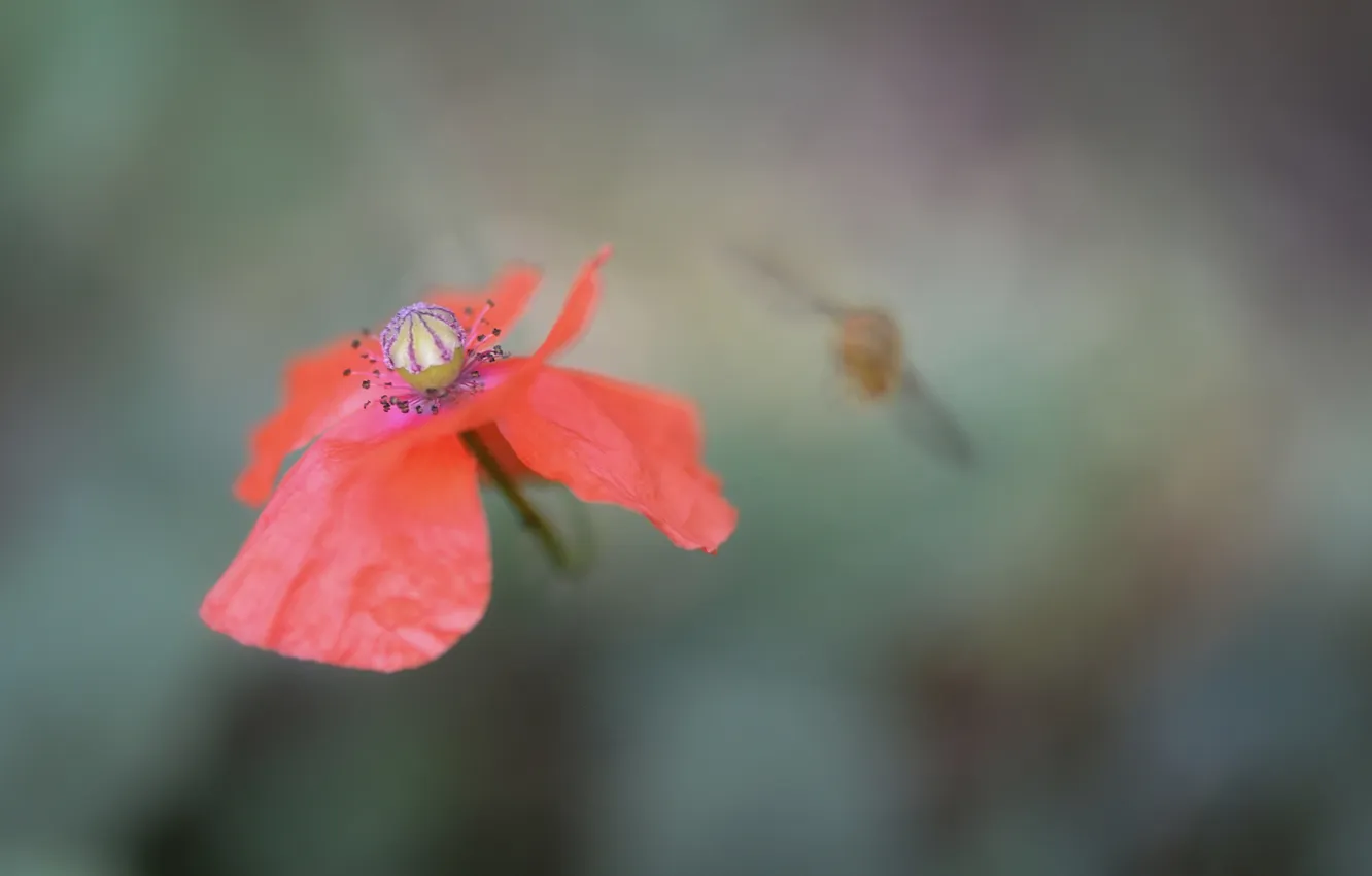 Фото обои цветок, мак, лепестки, насекомое
