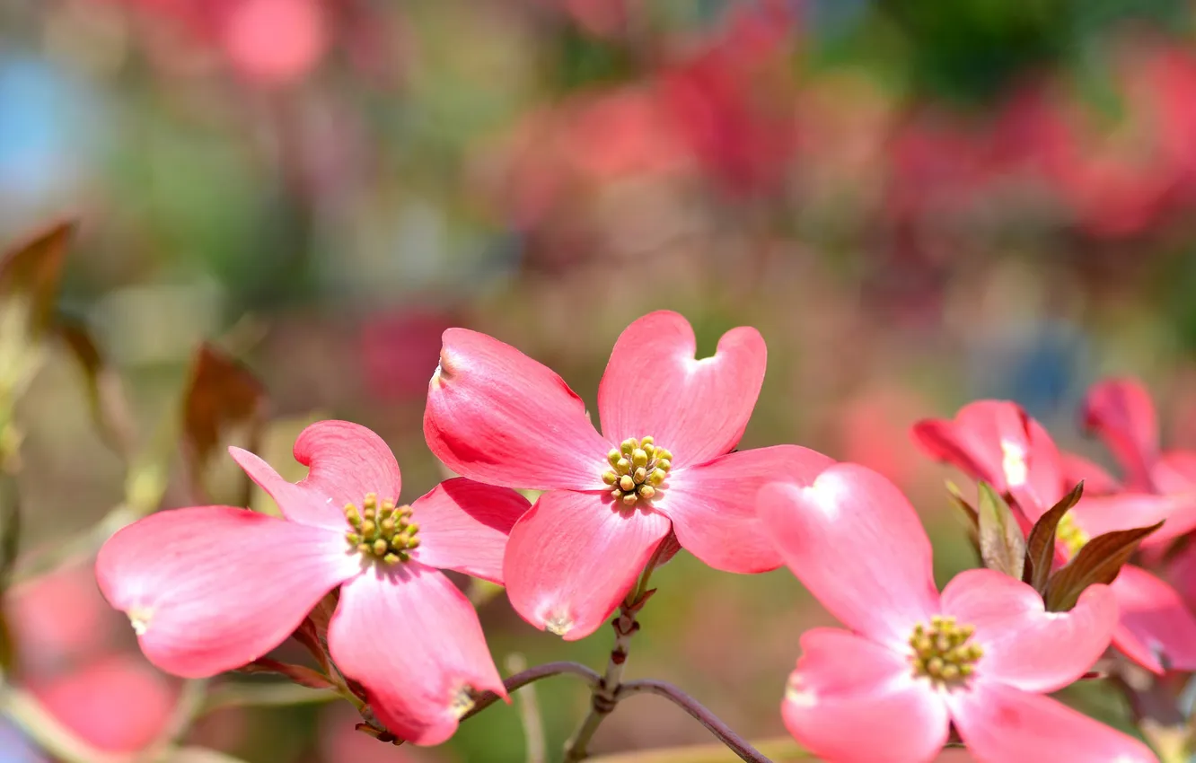 Фото обои цветы, природа, растение, лепестки