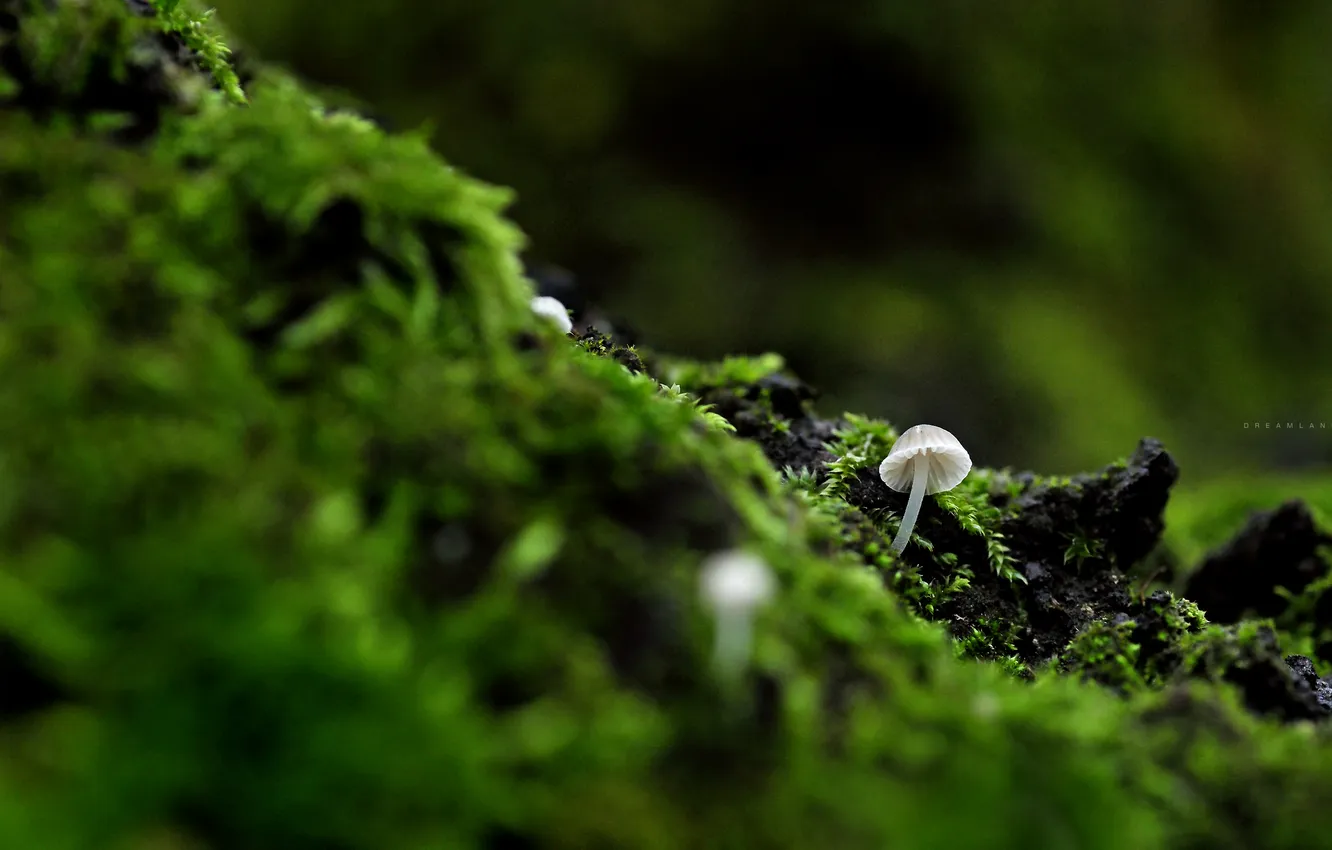 Фото обои природа, гриб, мох, Dreamland