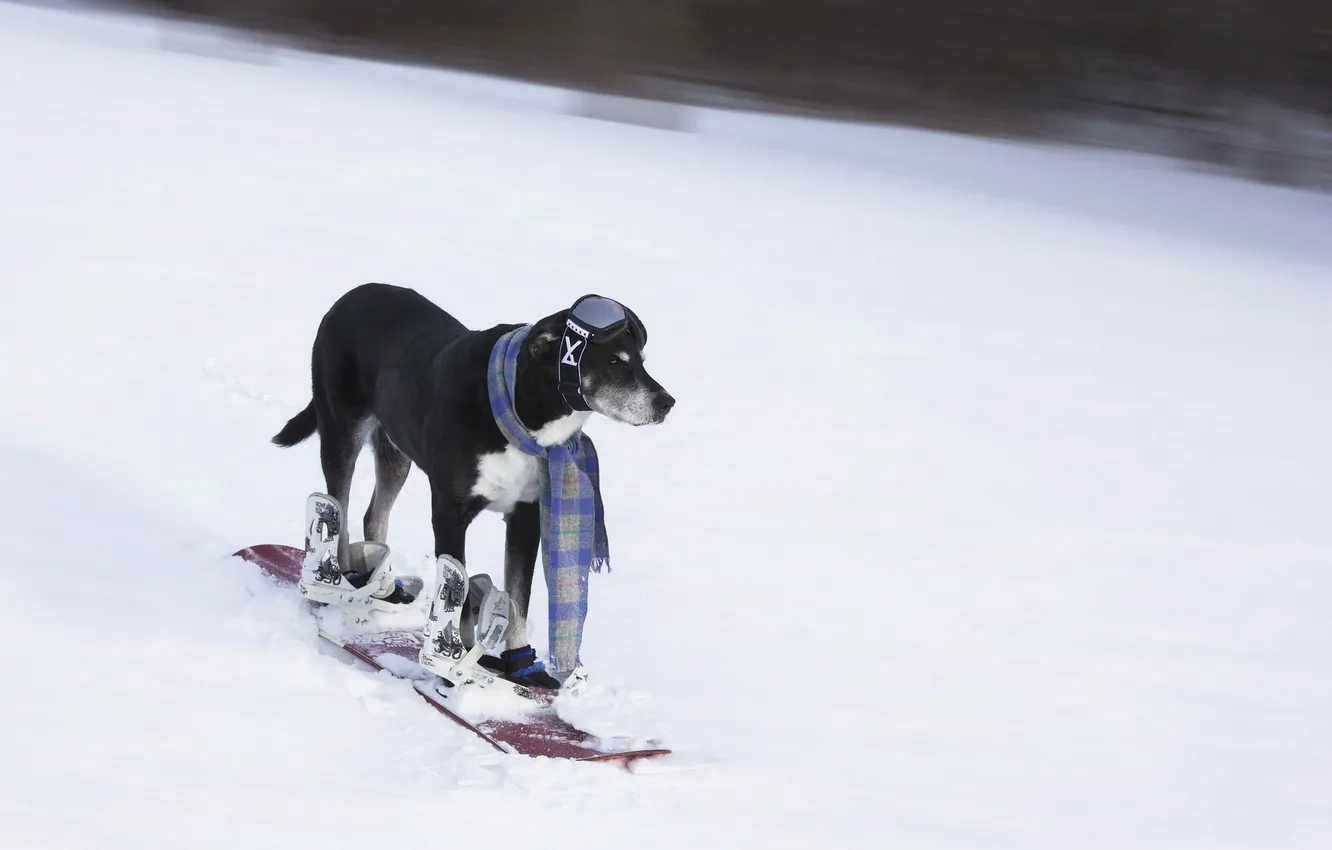 Фото обои друг, собака, лыжа