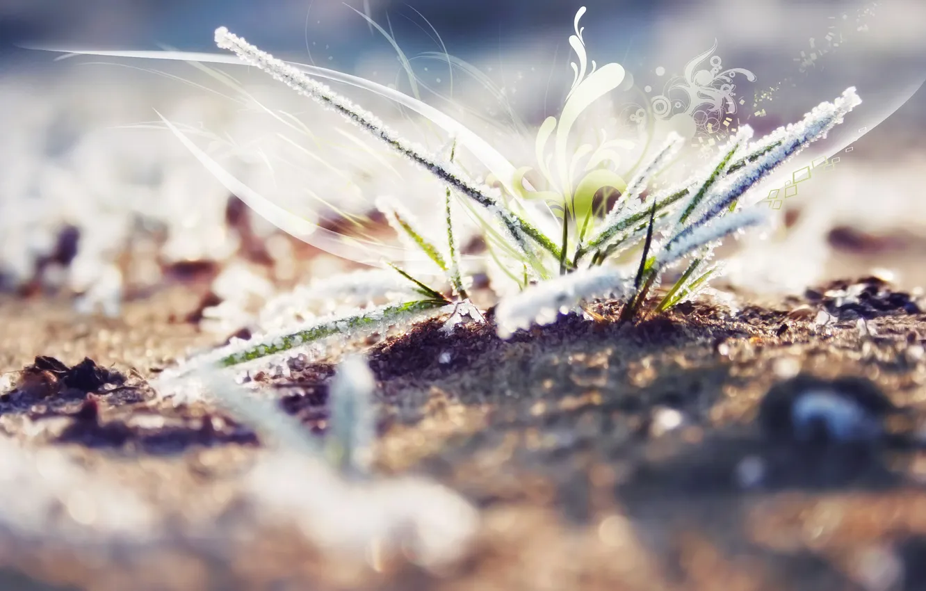 Фото обои трава, графика, blur, замерзшая, размытое, frozen. grass