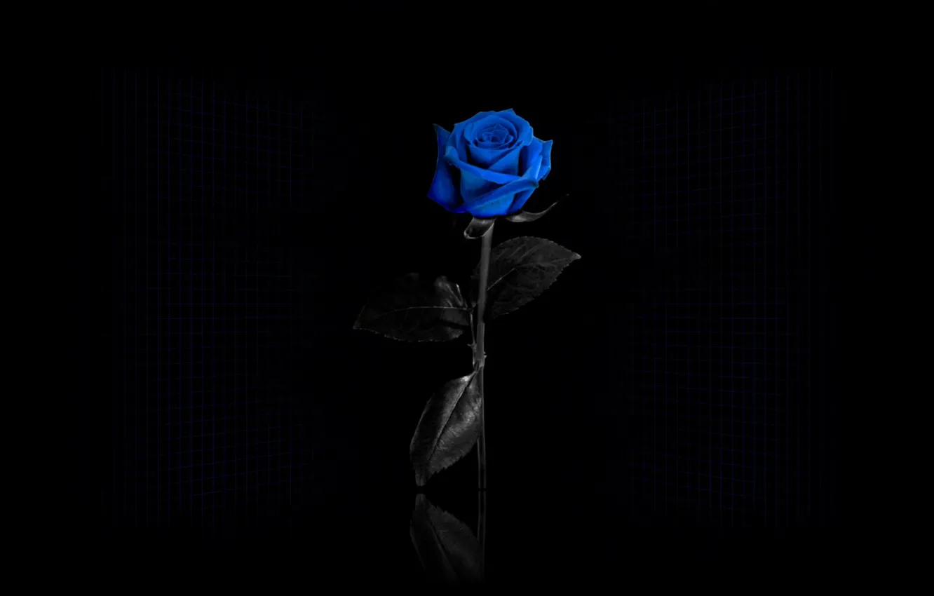 Фото обои сетка, Черный фон, синяя роза