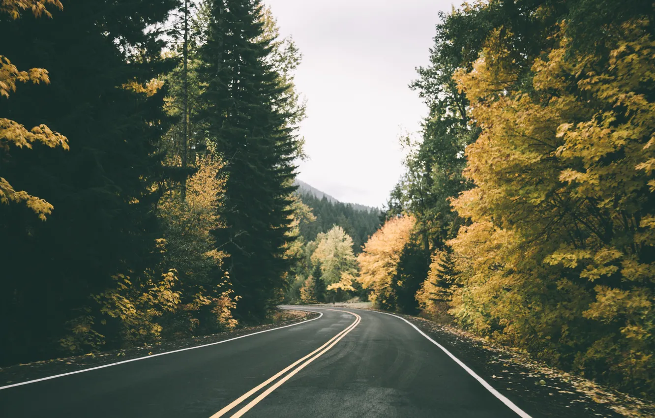 Фото обои дорога, осень, лес